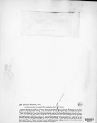 Diplodia ilicicola image